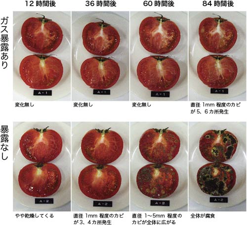 トマトの実験結果